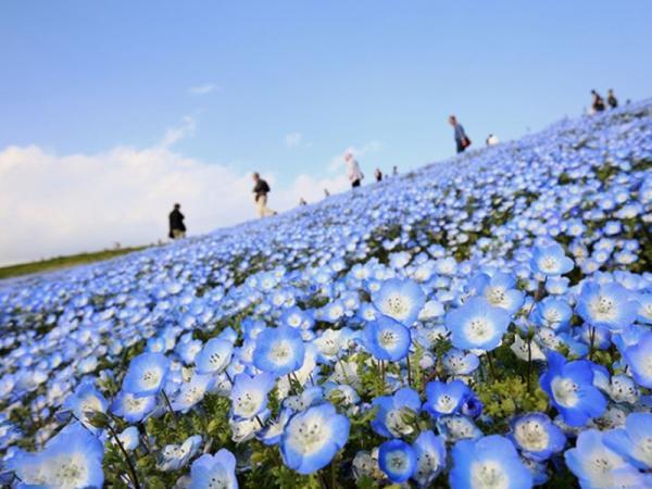 گلزارهای ایران برای یک گشت وگذار معطر و رنگارنگ گلزارهای ایران برای یک گشت وگذار معطر و رنگارنگ